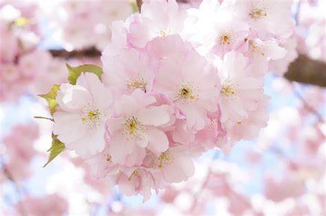 A Springtime Love Affair: Exploring the Cherry Blossom Romance of a Witch and I